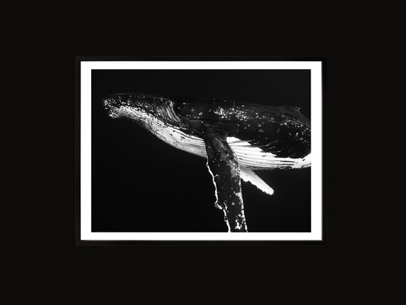 Humpback Whale Photo Print Black And White Ocean Wall Art