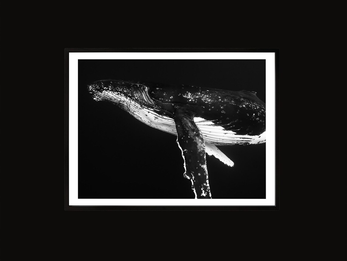 Humpback Whale Photo Print Black And White Ocean Wall Art