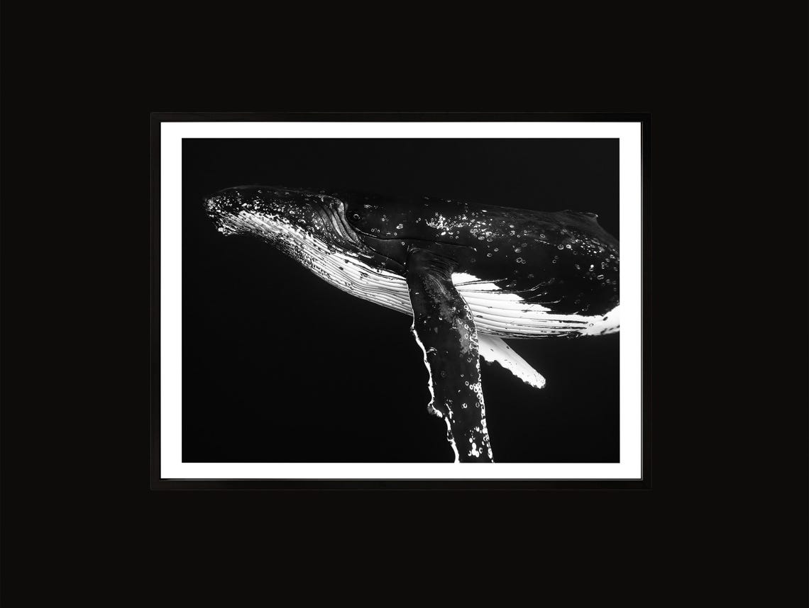 Humpback Whale Underwater Black and White Ocean Wildlife Photo Print