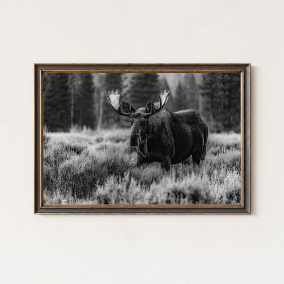 Moose In Wilderness Black And White Art Print