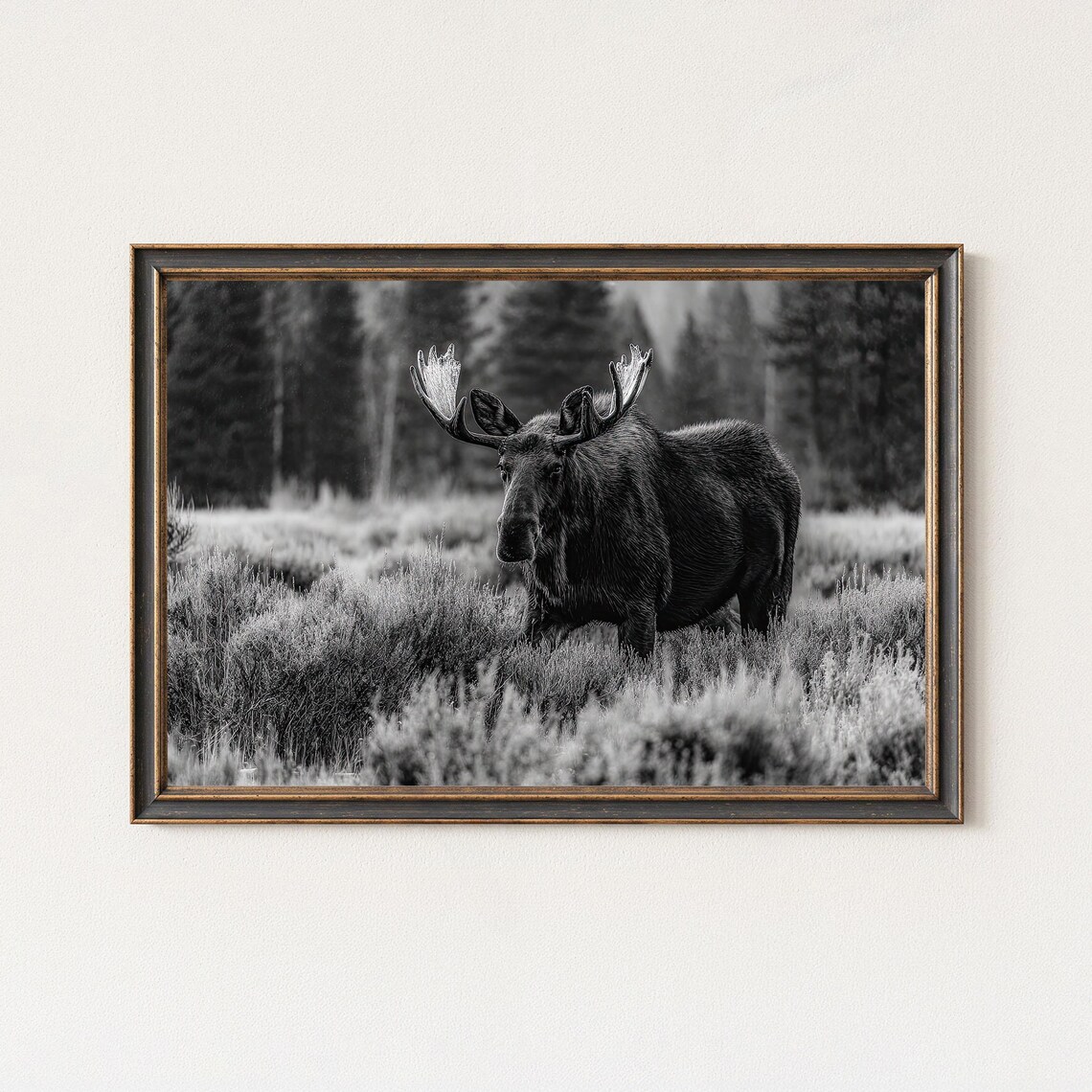 Moose In Wilderness Black And White Art Print