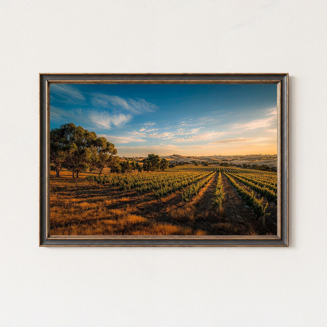 Golden Hour Vineyard Valley Wide Rows Sunset Wine Country Framed Wall Art