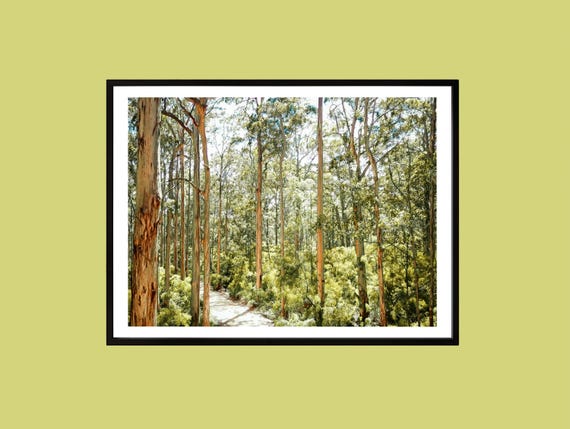 Eucalyptus Forest Print Australian Bush Landscape Photography