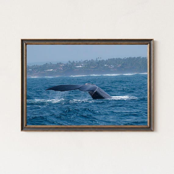 Blue Whale Tail Photography Print Ocean Wildlife Wall Art