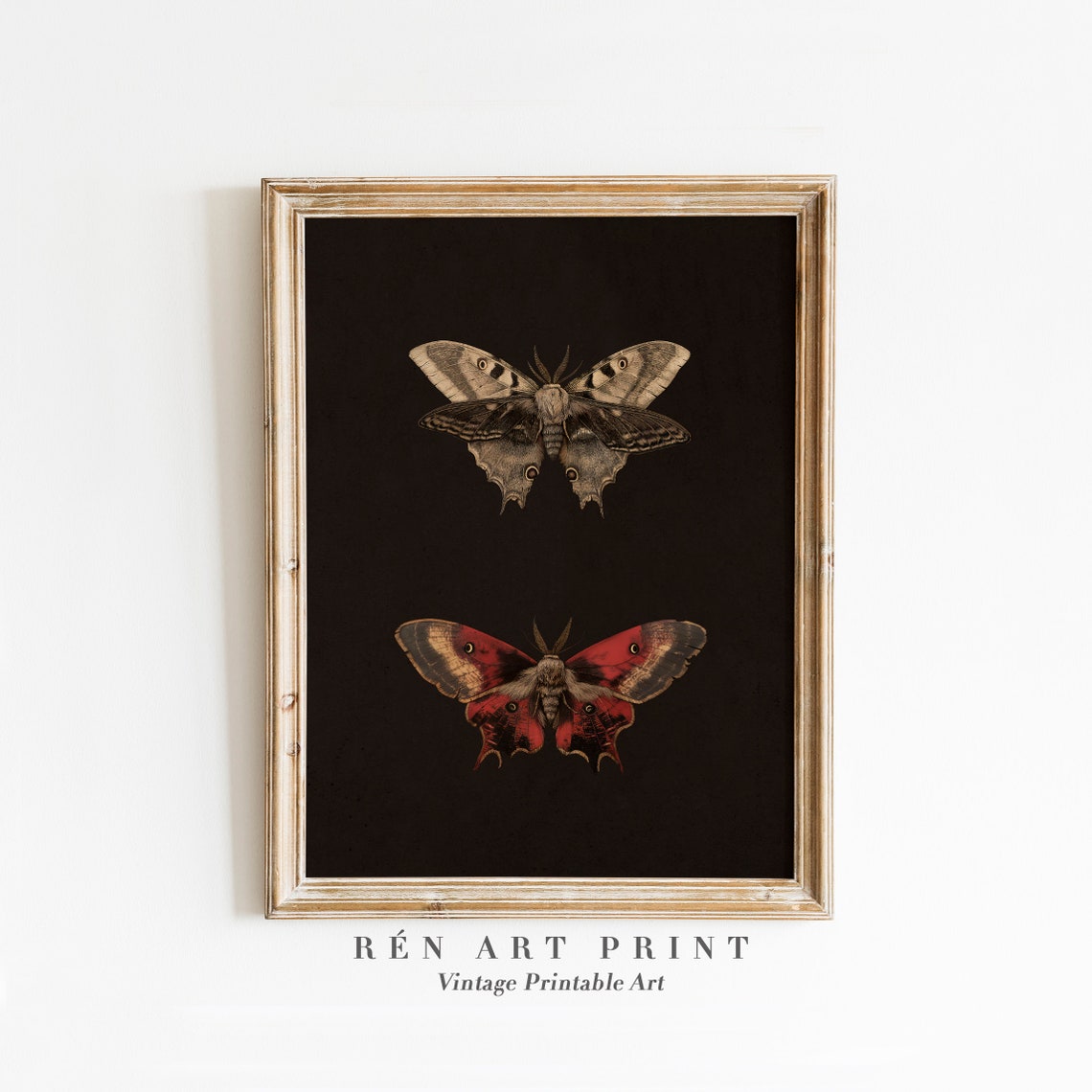 Two Moths on Black Vintage Entomology Insect Study Art Print
