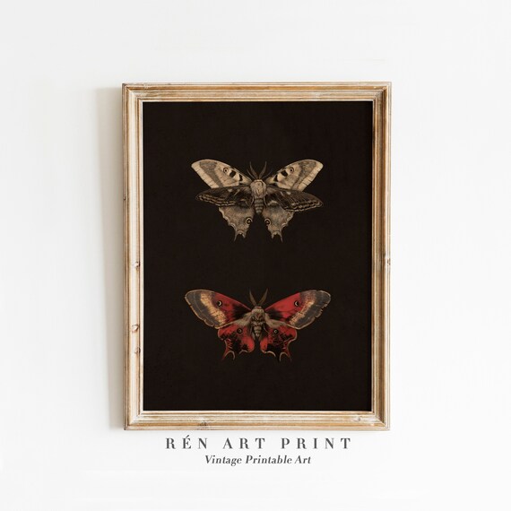 Two Moths on Black Vintage Entomology Insect Study Art Print