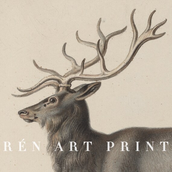 Vintage Reindeer Art Print, Rustic Christmas Decor