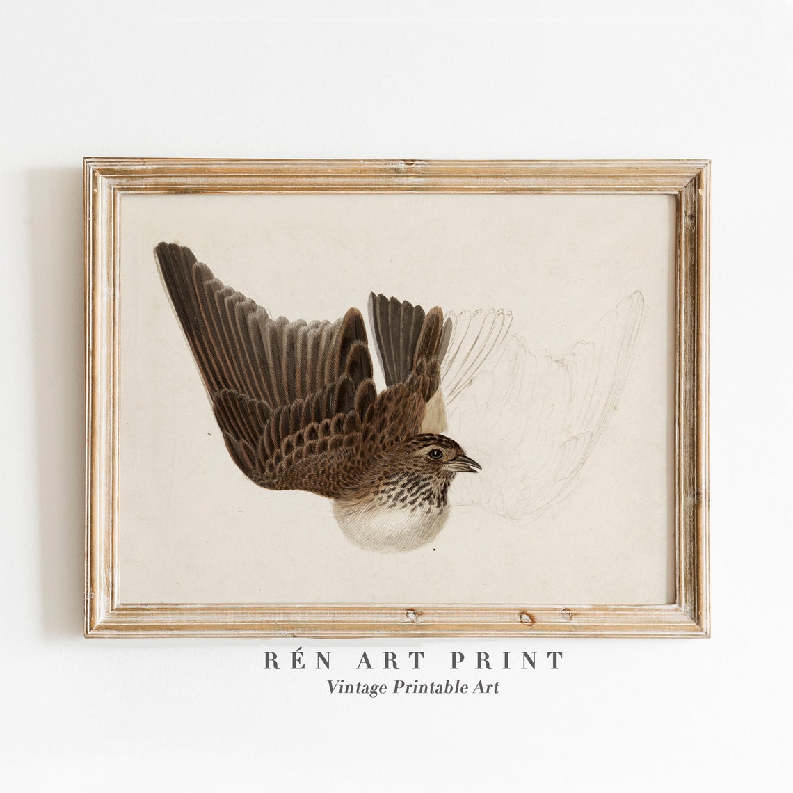 Antique Songbird In Flight Study Vintage Bird Illustration Art Poster