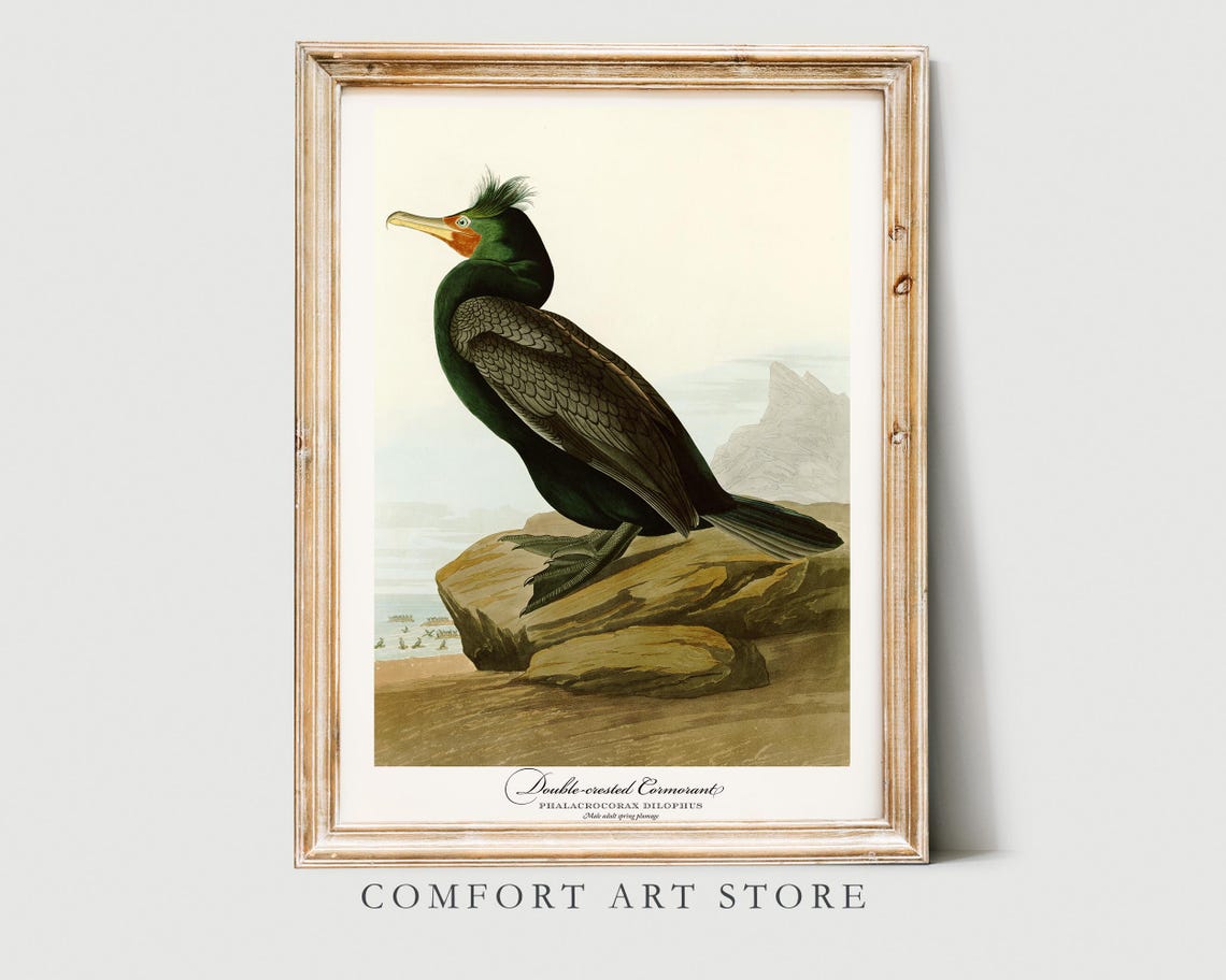 Double Crested Cormorant Audubon Style Vintage Seabird Nature Poster