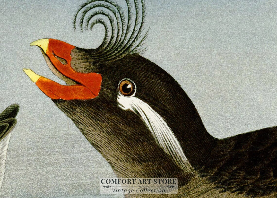Horned Billed Guillemot Audubon Style Vintage Bird Art Poster - Image 3