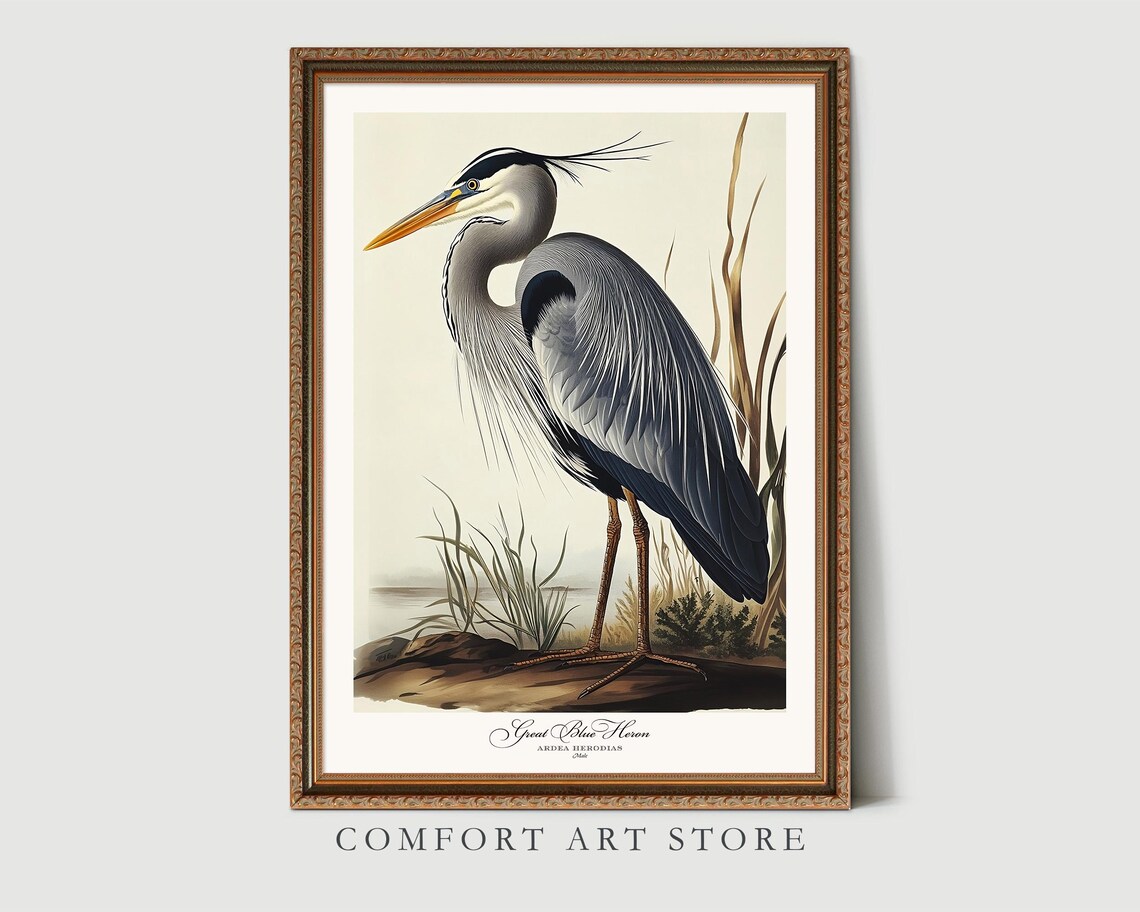 Great Blue Heron Audubon-Style Bird Print - Image 4