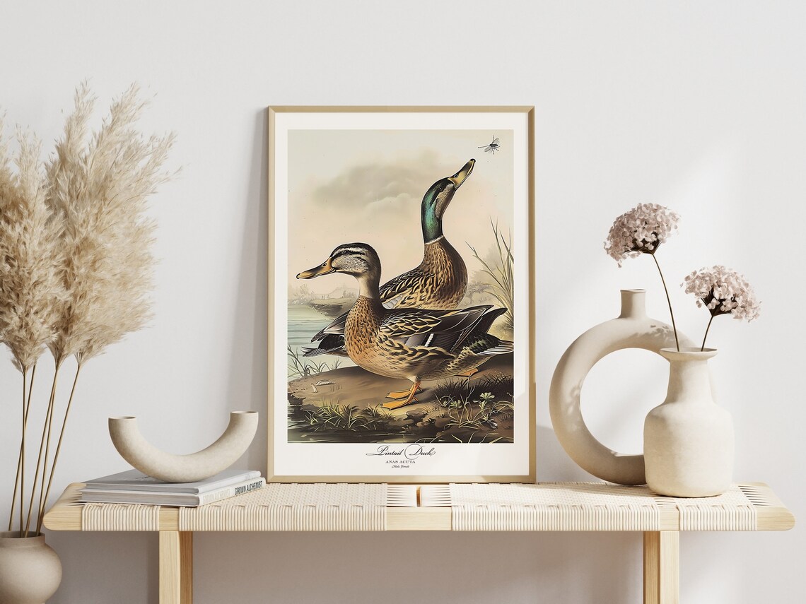 Audubon Style Pintail Duck Bird Print Poster - Image 3