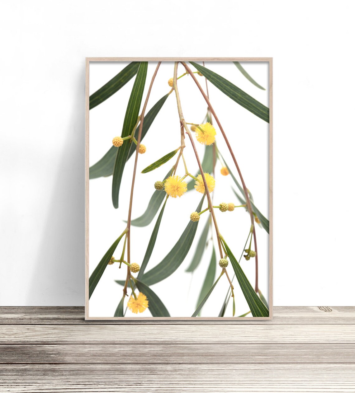 Golden Wattle Australian Native Flower Yellow Blossom Botanical Poster
