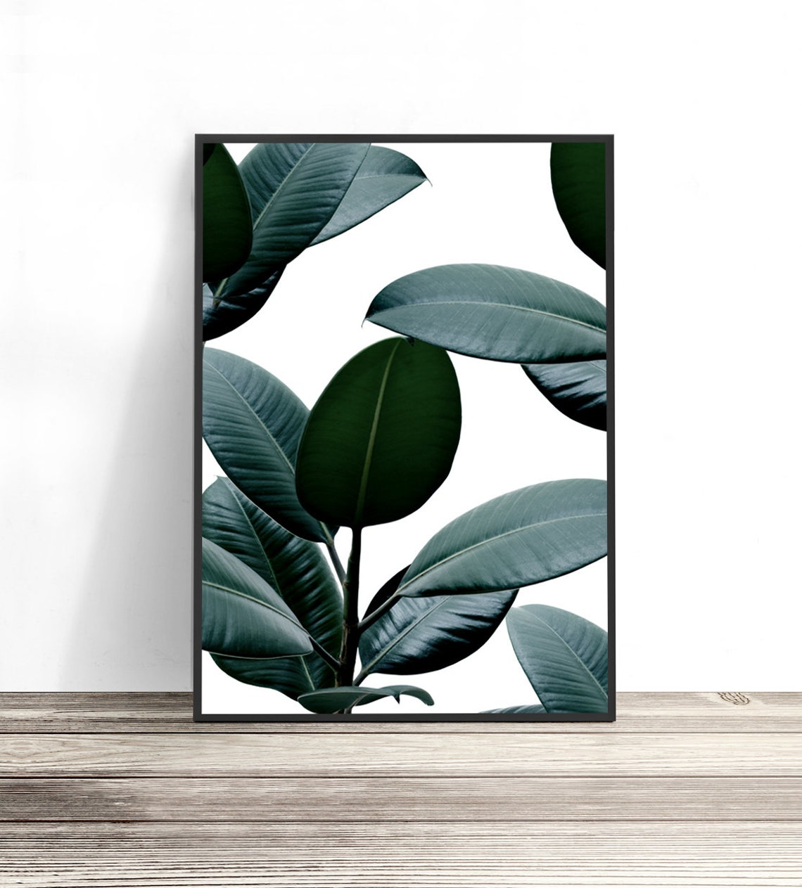 Ficus Elastica Dark Green Leaves Botanical Photography Wall Art Poster