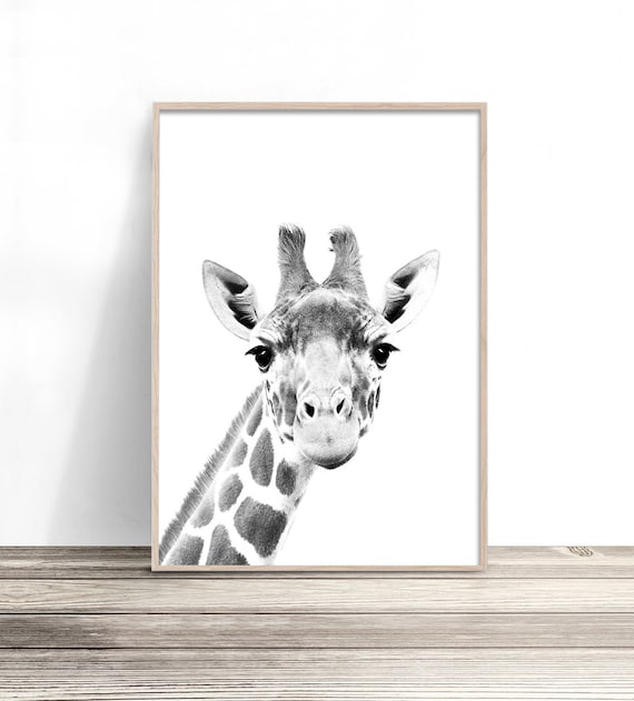 Black And White Baby Giraffe Face Cute Nursery Safari Kids Art Print