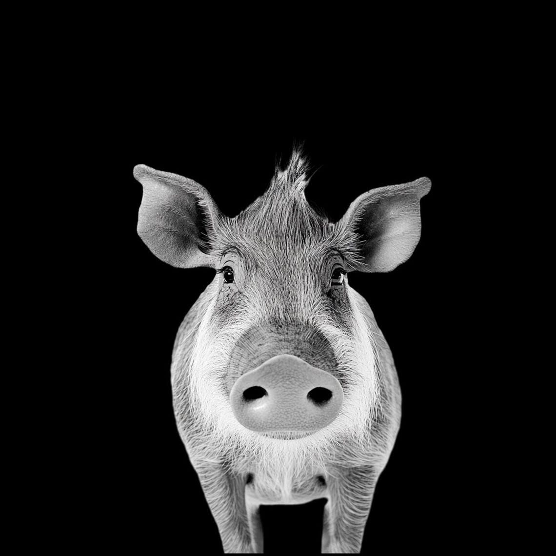 Black and White Warthog Portrait Bold Minimalist Wildlife Poster - Image 6