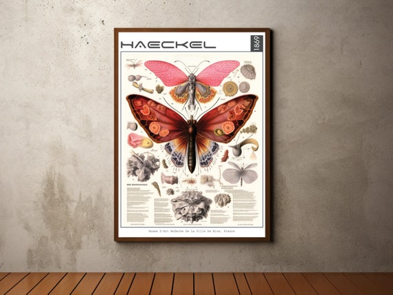 Ernst Haeckel Inspired Print Ernst Haeckel Poster Vintage Retro Wall Art Palaeobios Prints Wall Decor Insects Butterfly Animal Posters