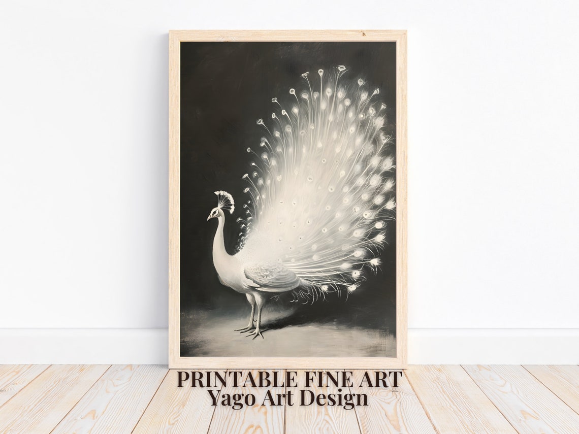 White Peacock Fanned Tail Feathers Dramatic Black Background Poster