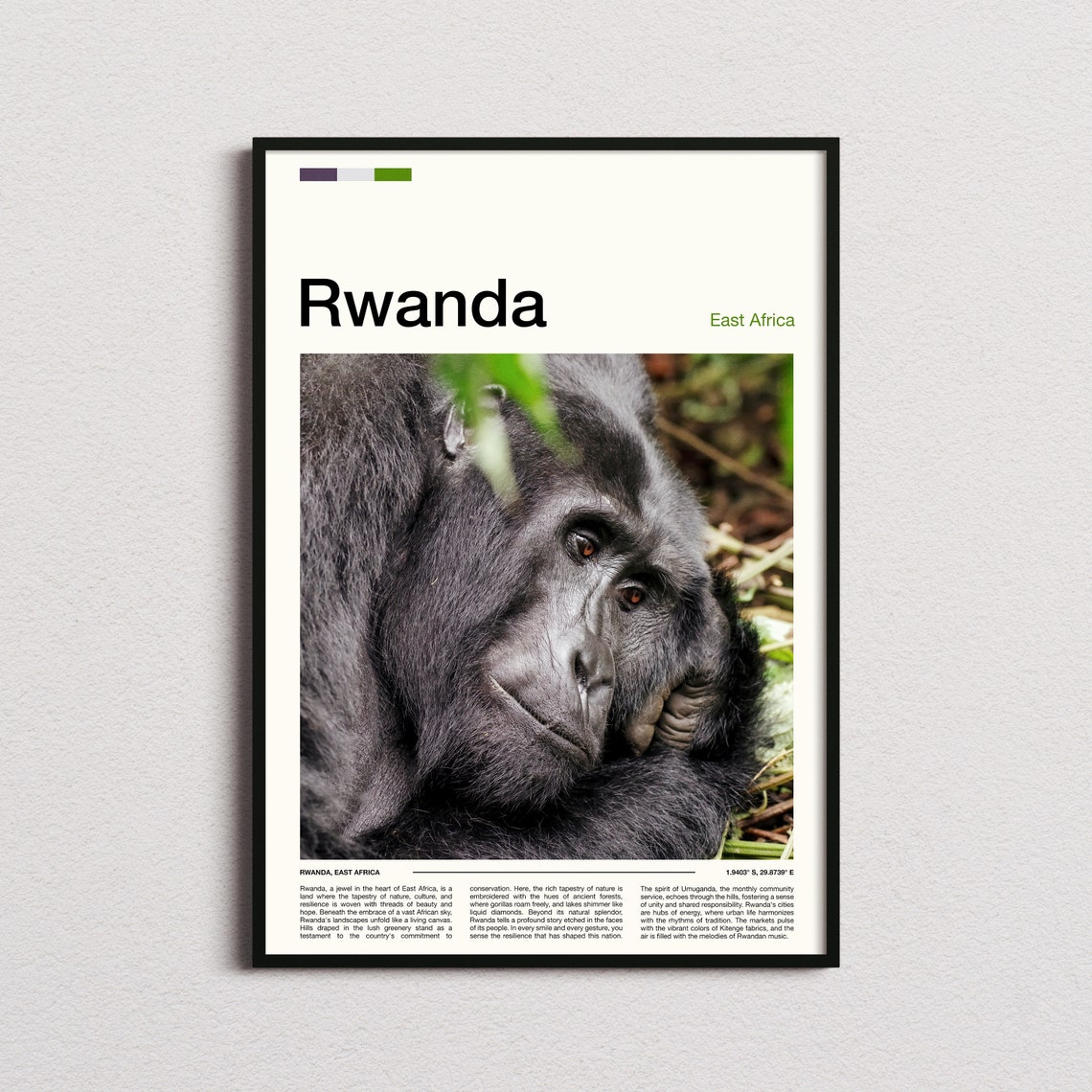 Rwanda Mountain Gorilla Close Up Portrait Wildlife Photography Poster
