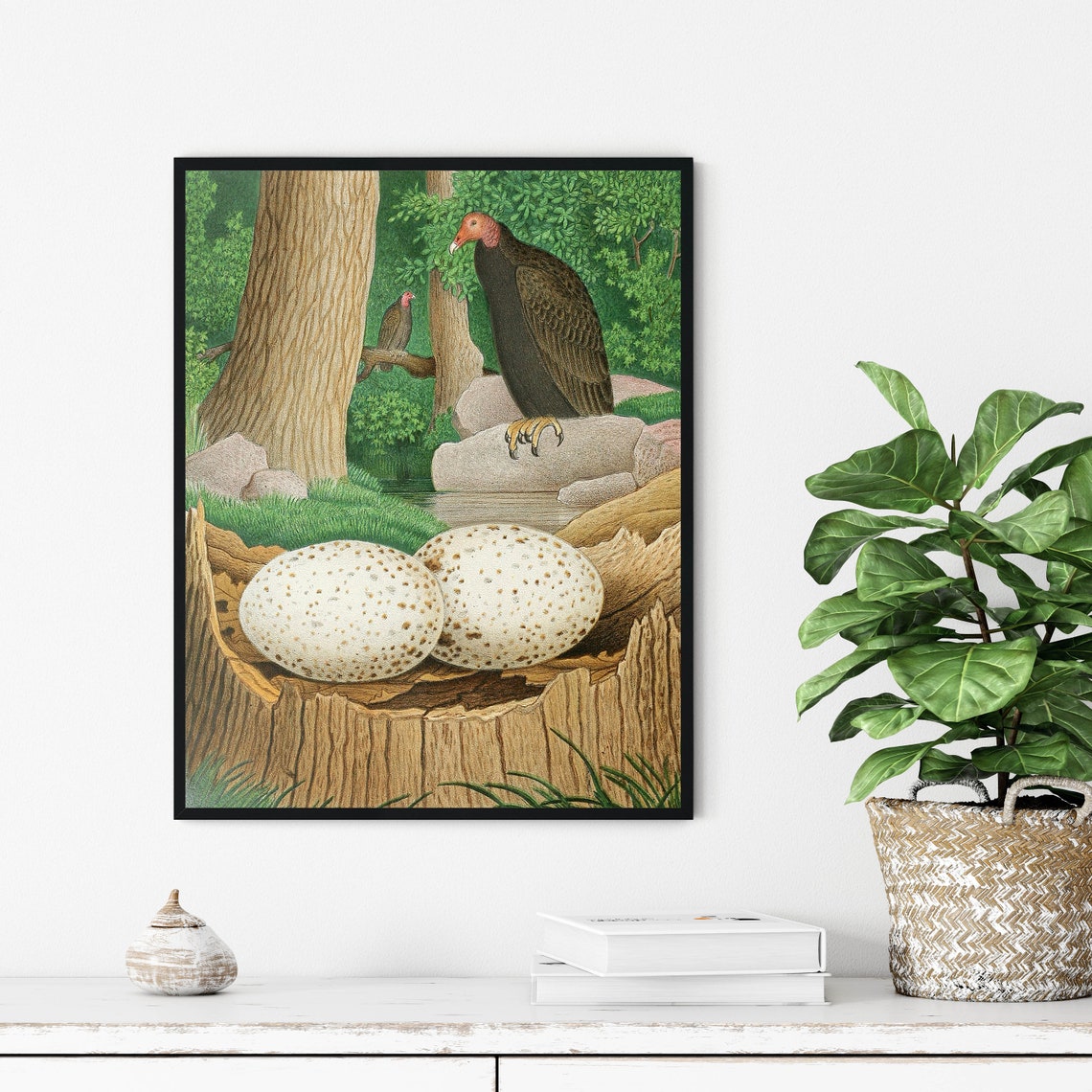 Turkey Vulture Watching Over Two Eggs in a Tree Stump Nature Poster - Image 3