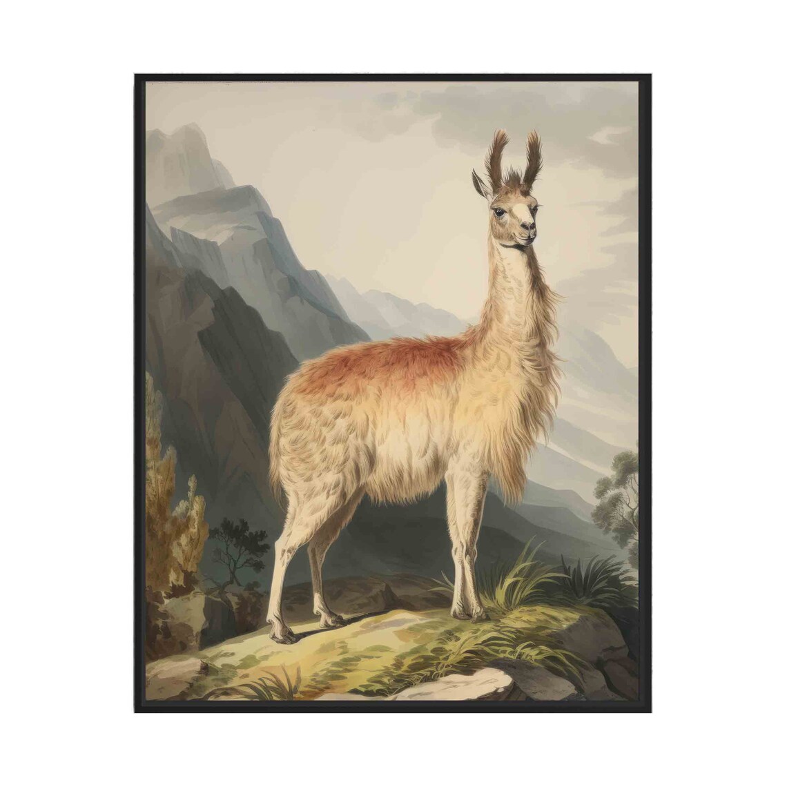 Llama in Andean Mountains Proud Shaggy Vintage Wildlife Art Poster