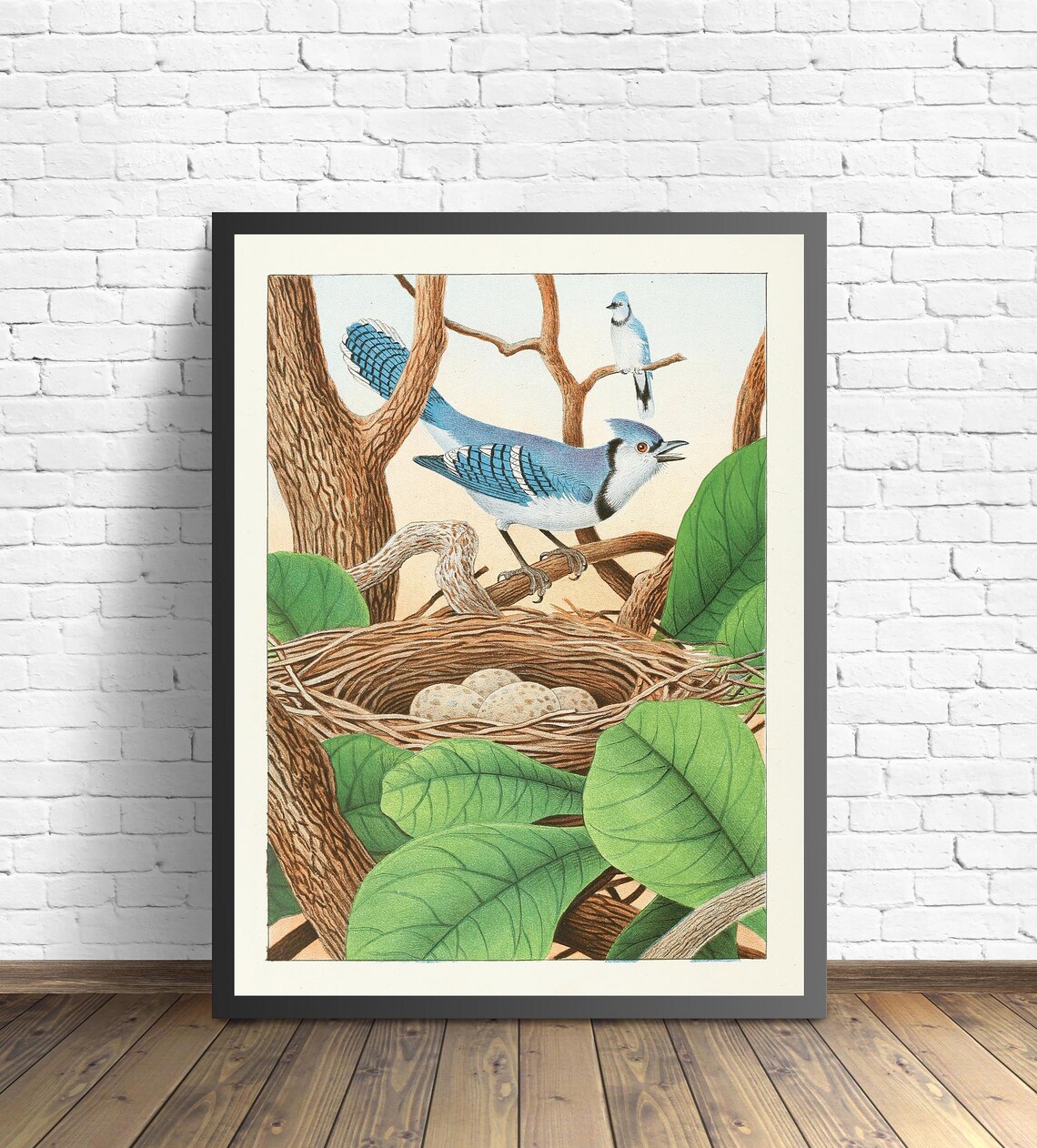 Blue Jay Pair at Their Nest With Eggs Vintage Bird Art Poster - Image 2