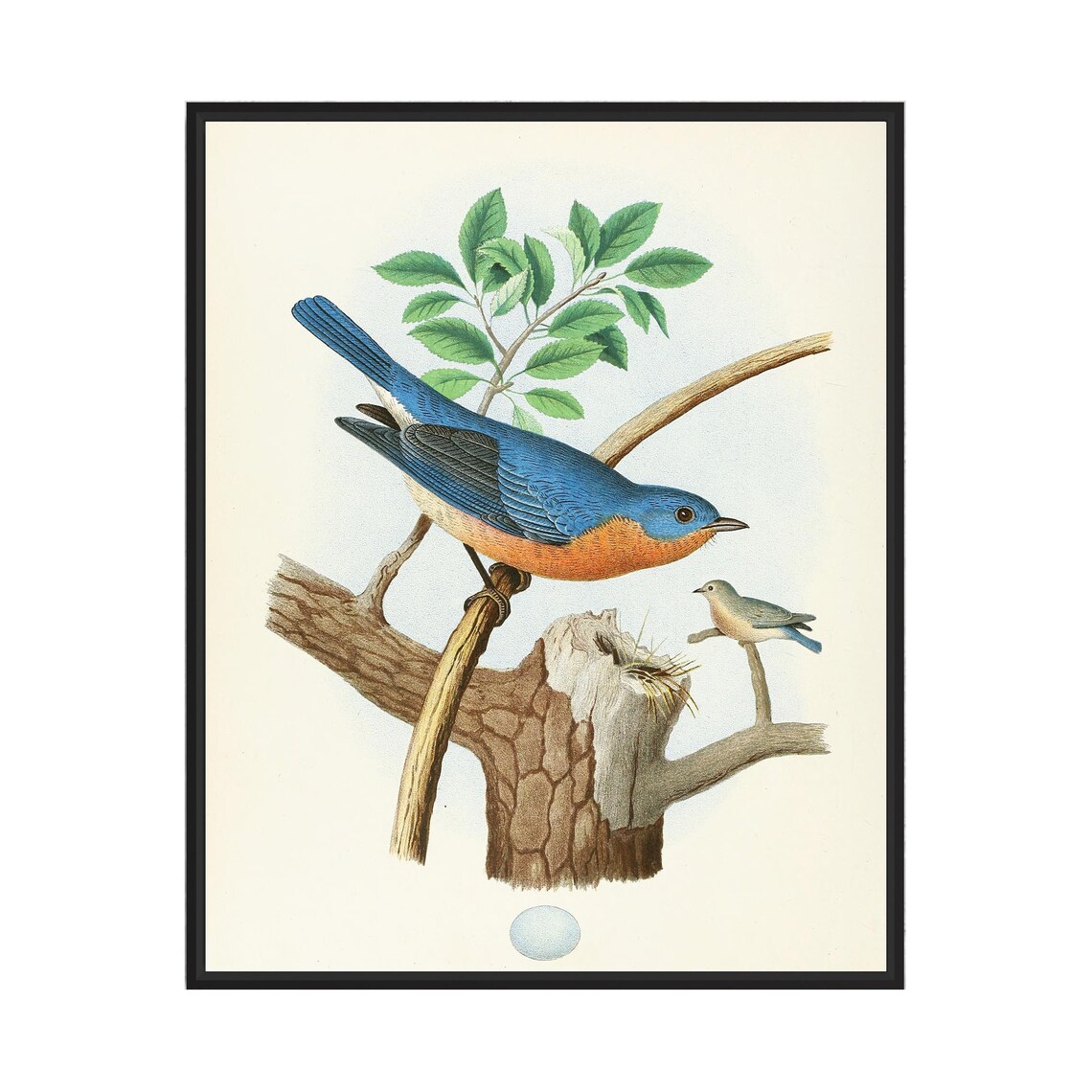 Eastern Bluebird Perched Vintage Naturalist Bird Painting Wall Art