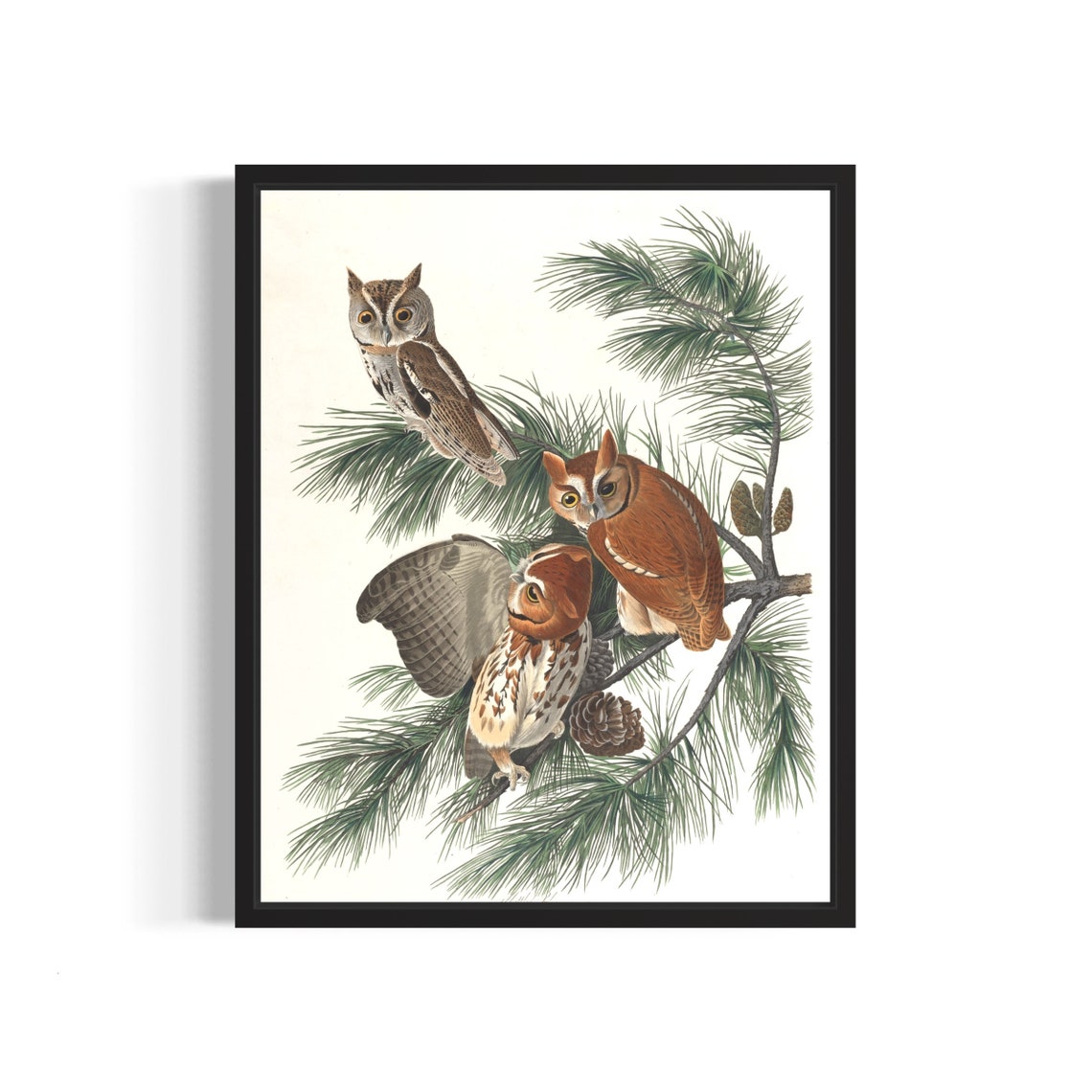 Three Screech Owls on Pine Branch Vintage Wildlife Art Print