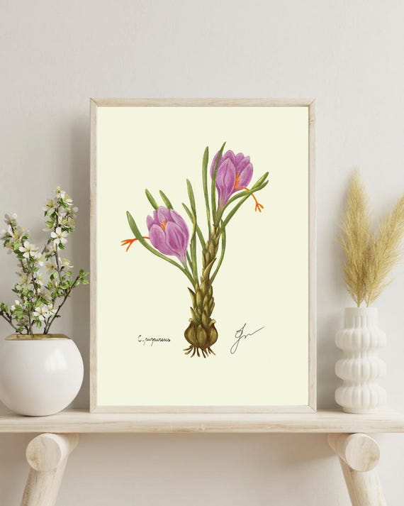 Vintage Crocus Flower Art Print, Botanical Spring