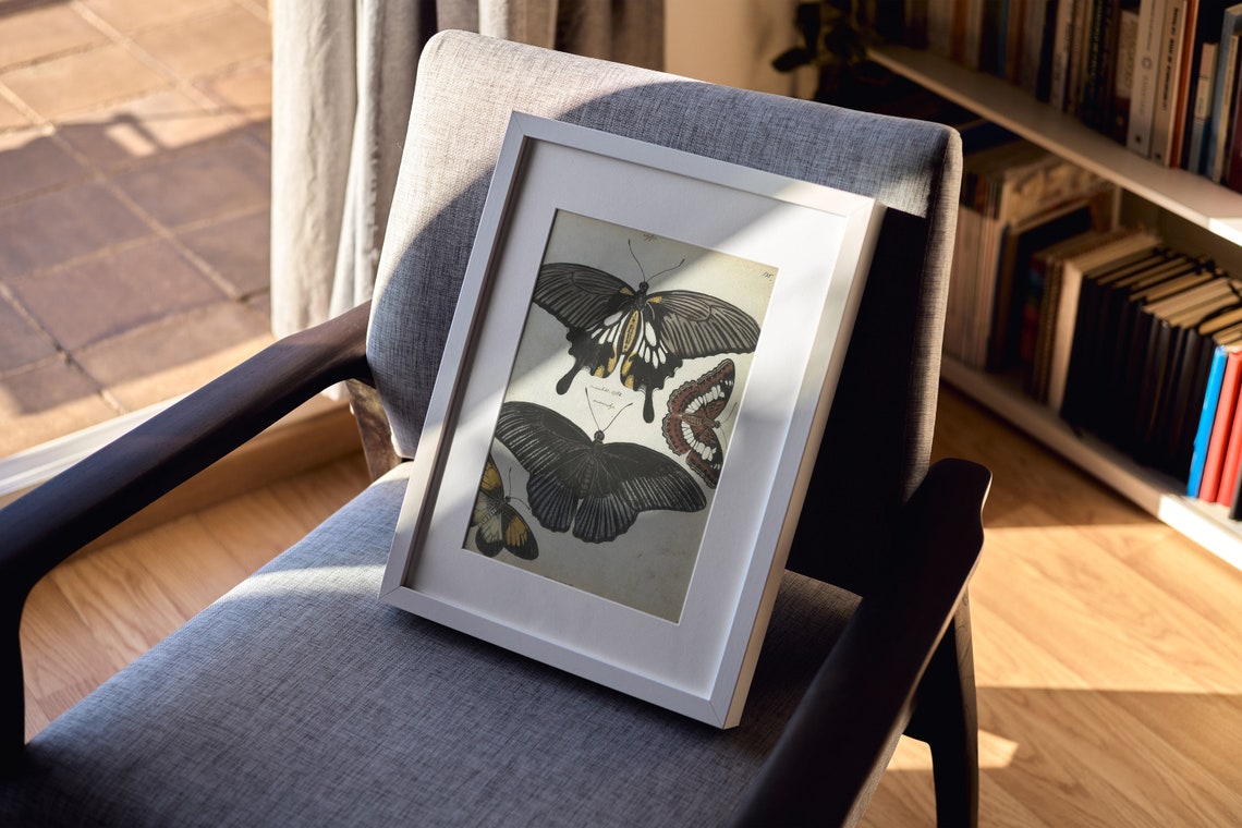Butterfly Illustration 18th Century Antique Scientific Drawing Cottagecore Wall Art Print - Image 3