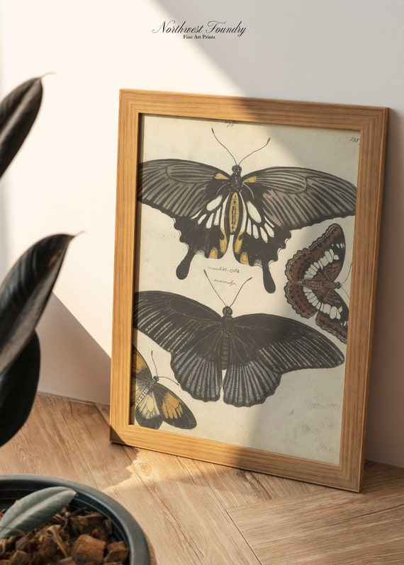 Butterfly Illustration 18th Century Antique Scientific Drawing Cottagecore Wall Art Print
