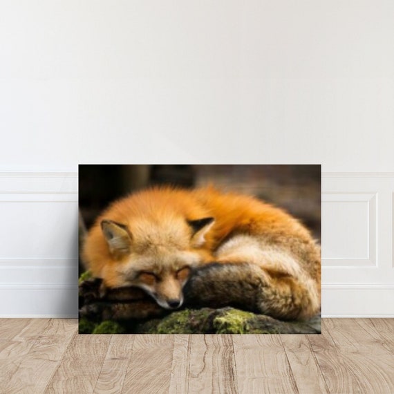 Sleeping Fox Canvas Home Decor Ready To Hang Wall Art Design