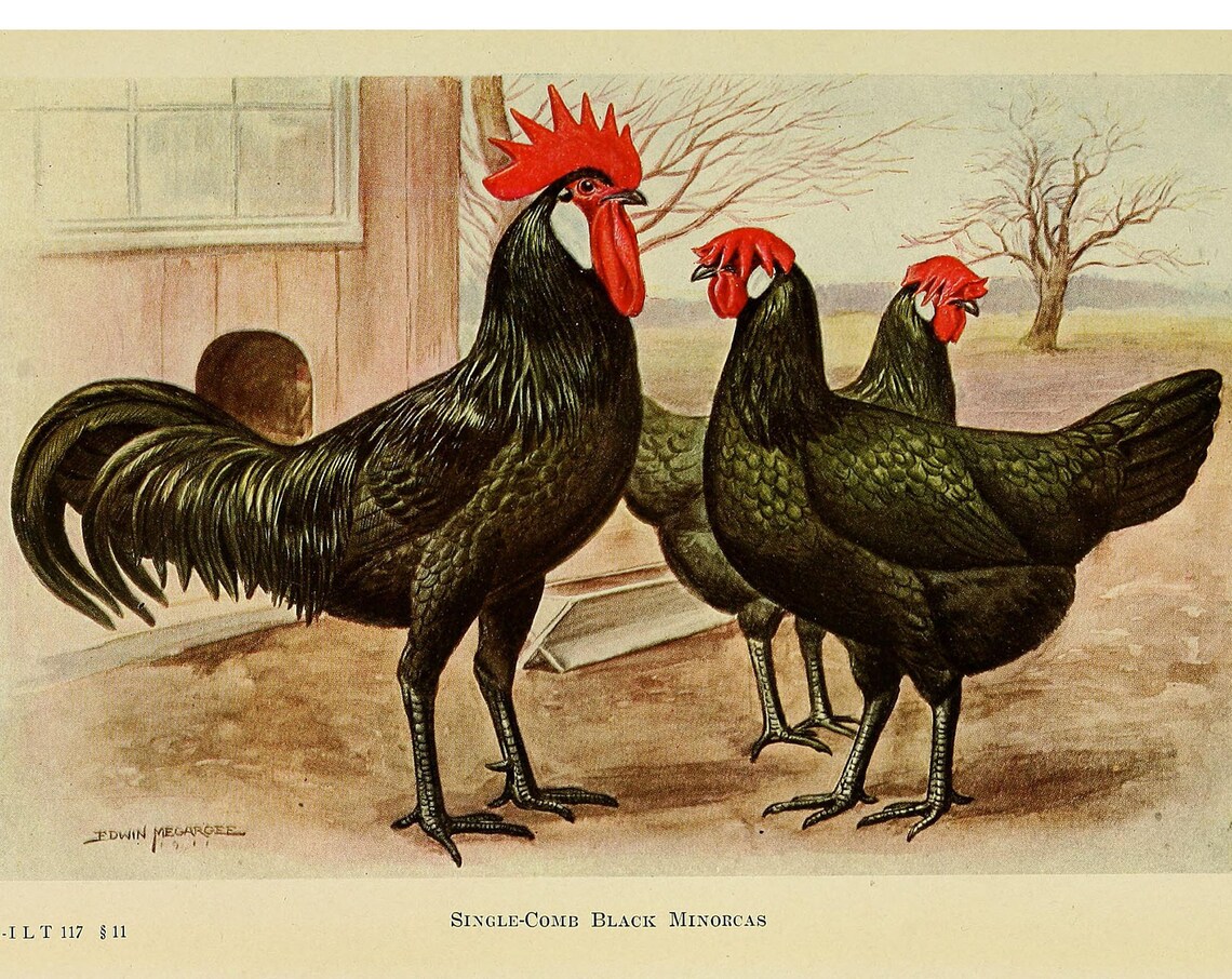 Minorca Chicken Vintage Lithograph, Poster Print