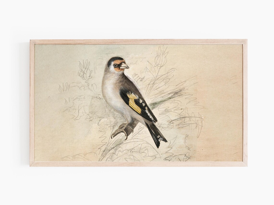 European Goldfinch Perched on a Branch Vintage Bird Illustration Print - Image 3