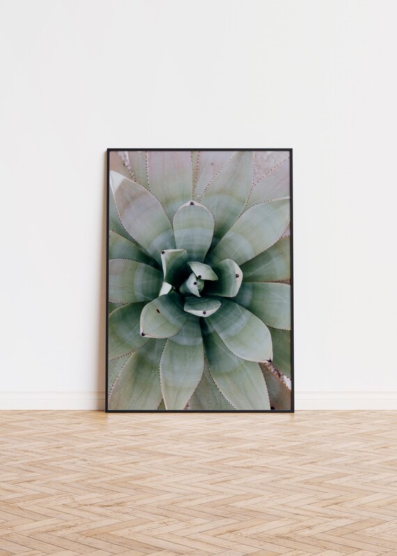 Agave Succulent Close-Up Botanical Photography Botanical Art Poster