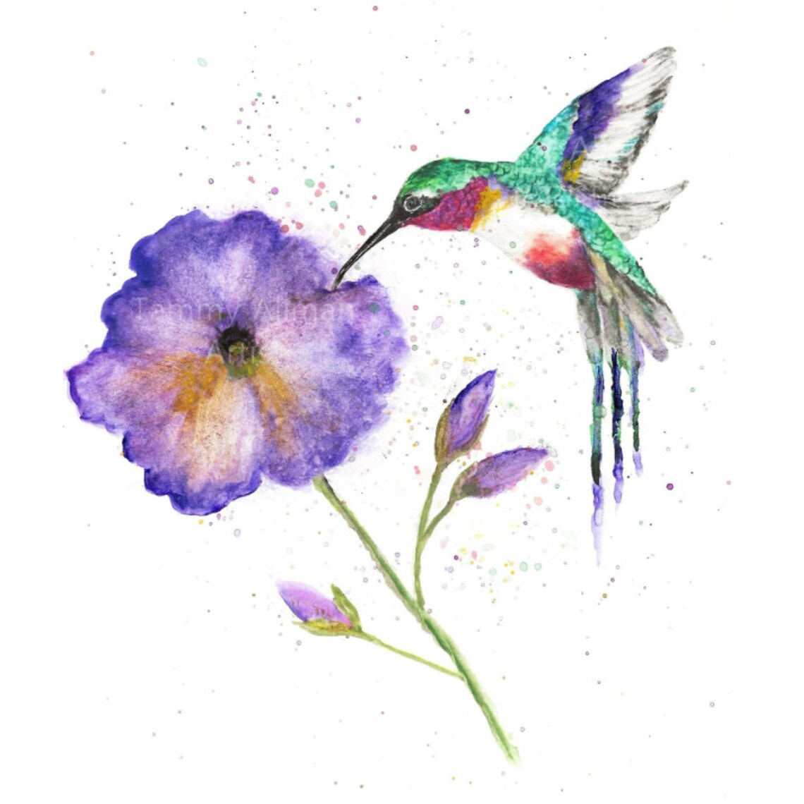 Hummingbird Sipping Purple Poppy Flower Watercolor Bird Art Poster