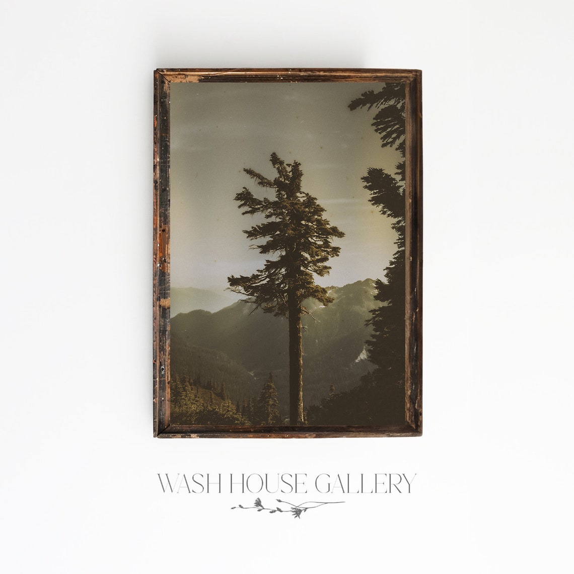 Lone Pine Tree Against Misty Mountains in Sepia Tones Poster - Image 2