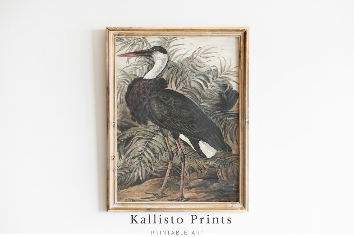 Antique Black Stork Illustration Among Palm Foliage Bird Art Poster
