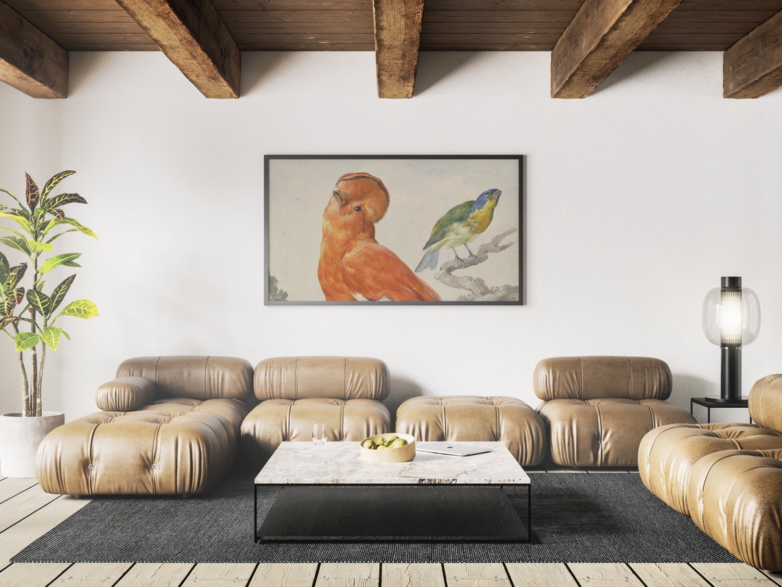 Vintage Exotic Birds Illustration Orange and Blue Bird Pair Art Print - Image 4