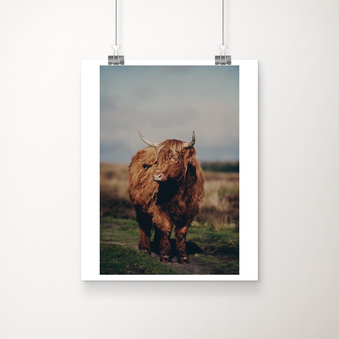 Highland Cow Portrait Peak District Misty Moorland Photo Poster