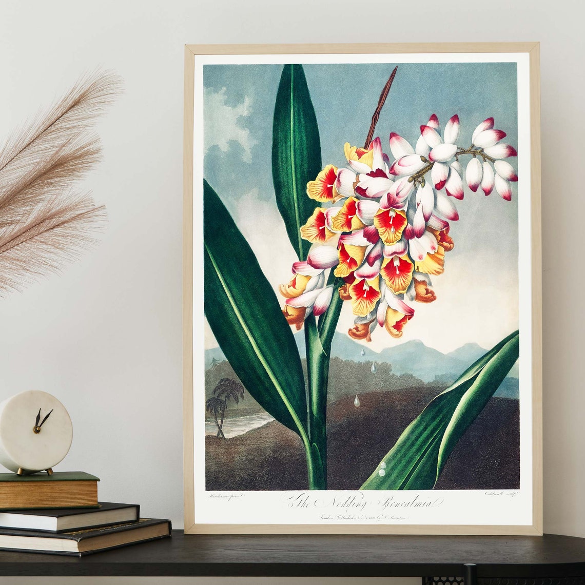 Robert John Thornton Nodding Renealmia Flower Botanical Poster - Image 3