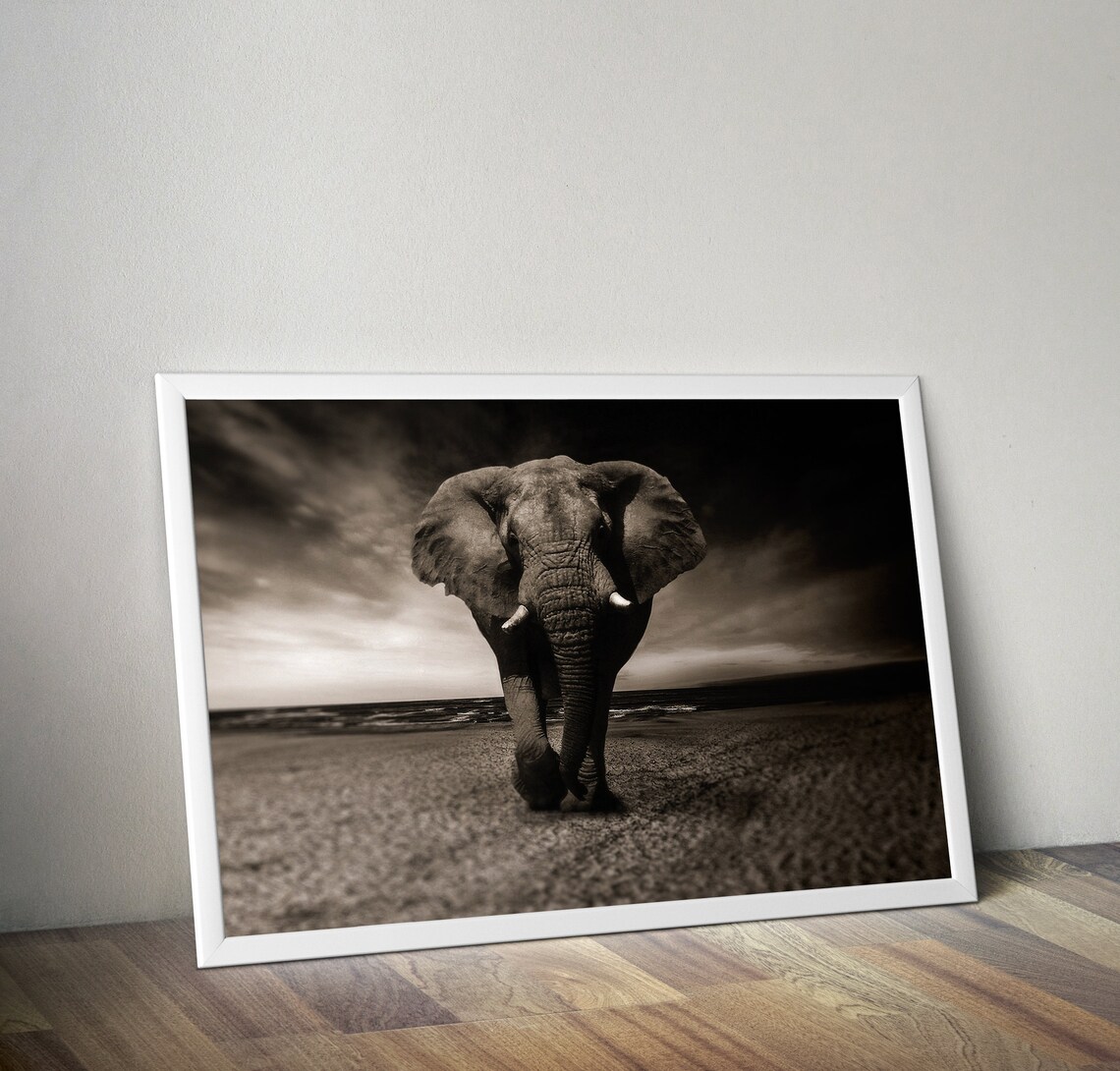 African Elephant Walking Sepia Savanna Wildlife Photo Art Poster