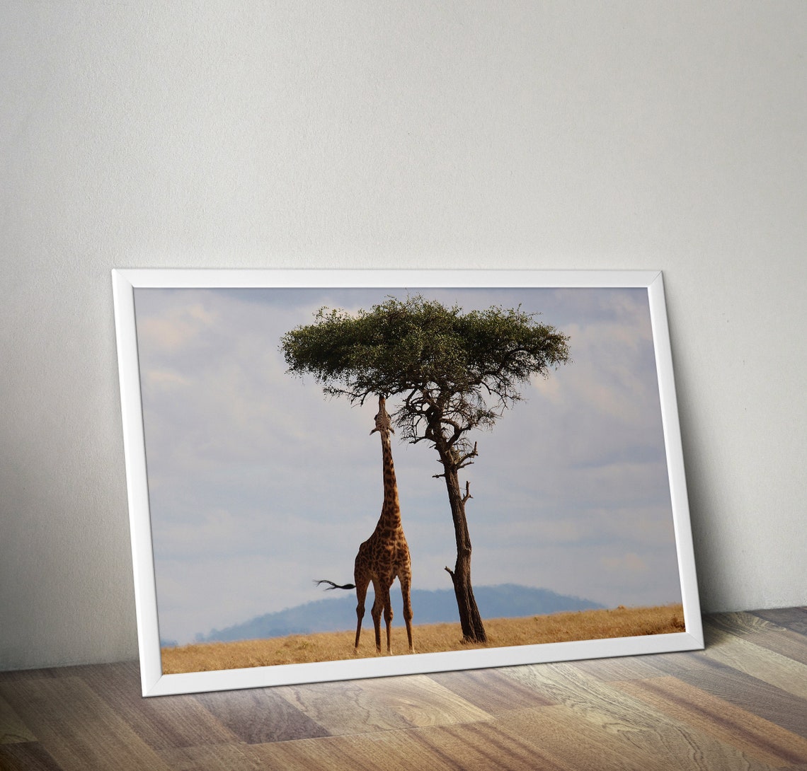 Giraffe Print Giraffe Photography African Print African Decor Cute African Wall Art Africa Decor Africa Poster Africa Photography Art