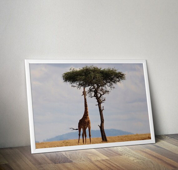 Giraffe Print Giraffe Photography African Print African Decor Cute African Wall Art Africa Decor Africa Poster Africa Photography Art