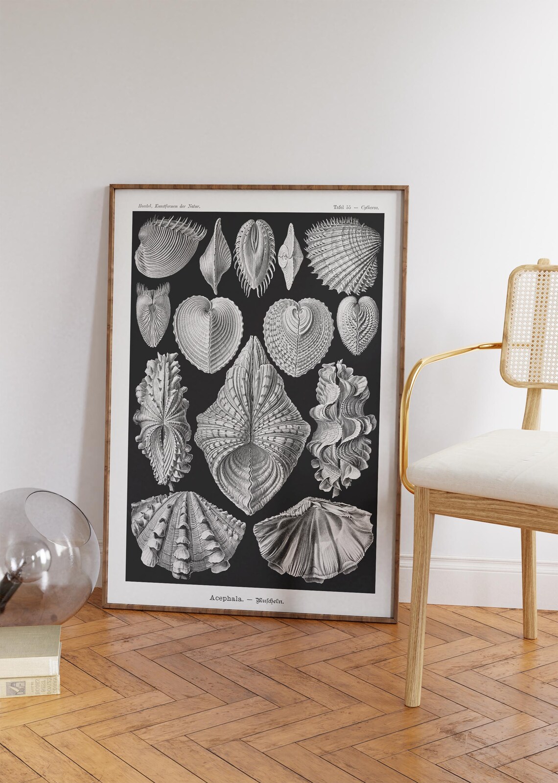 Ernst Haeckel Vintage Seashell Scientific Illustration Black White Art Print - Image 4
