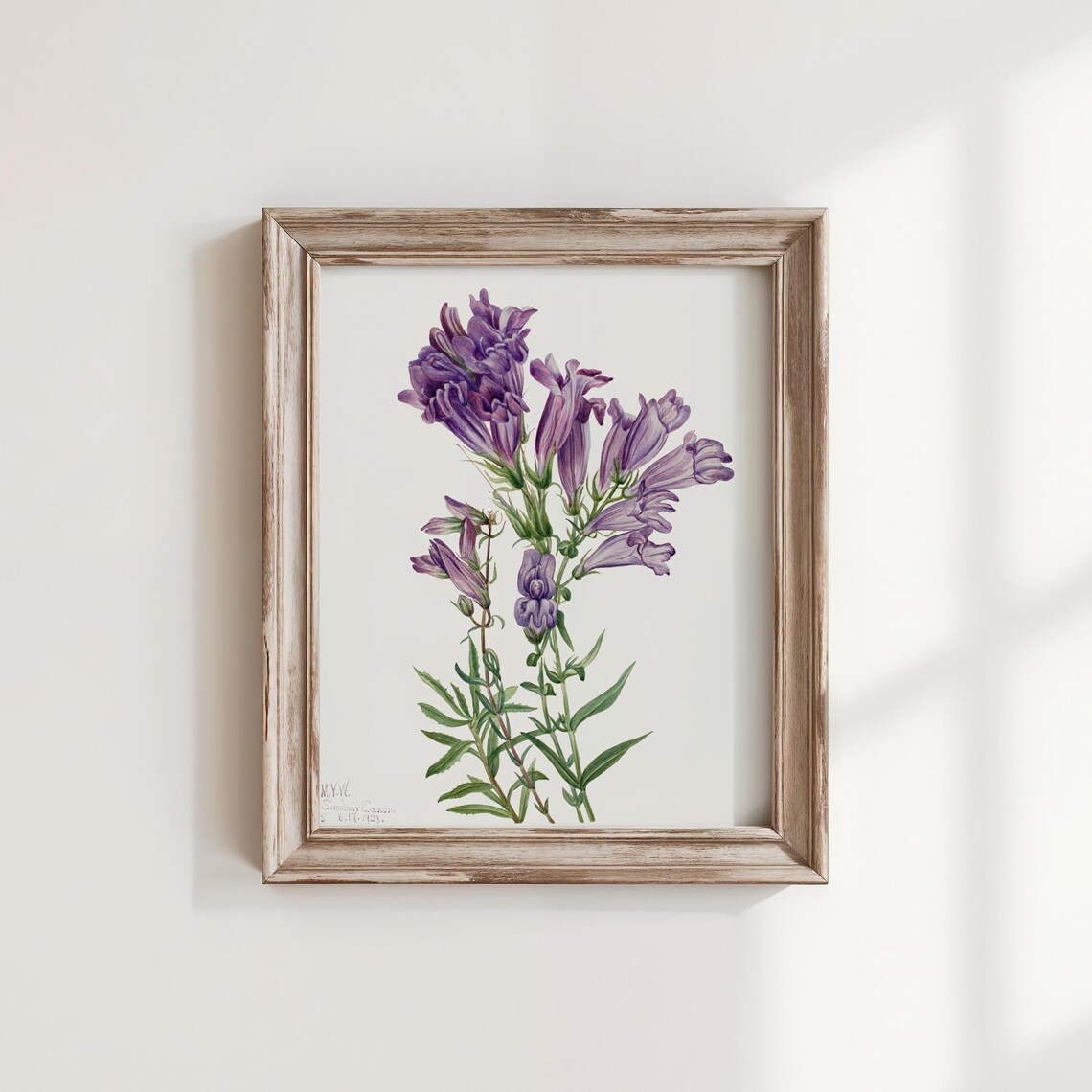 Mary Vaux Walcott Purple Pentstemon Blooms Botanical Watercolor Art Print