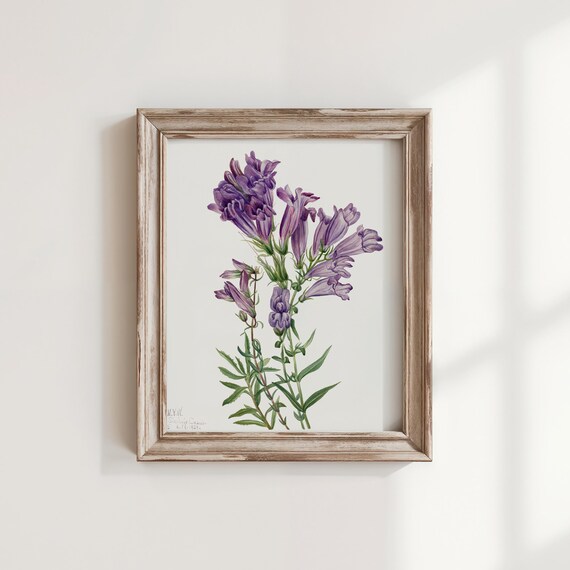 Mary Vaux Walcott Purple Pentstemon Blooms Botanical Watercolor Art Print