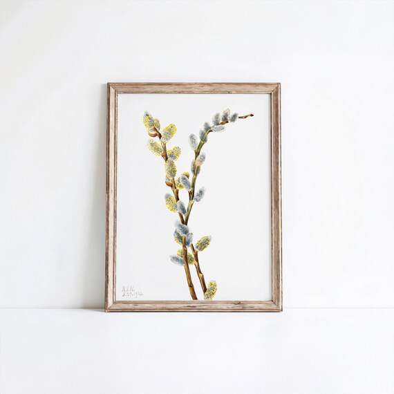Mary Vaux Walcotts Pussywillow Flower Art Print Botanical Wall Home Decor