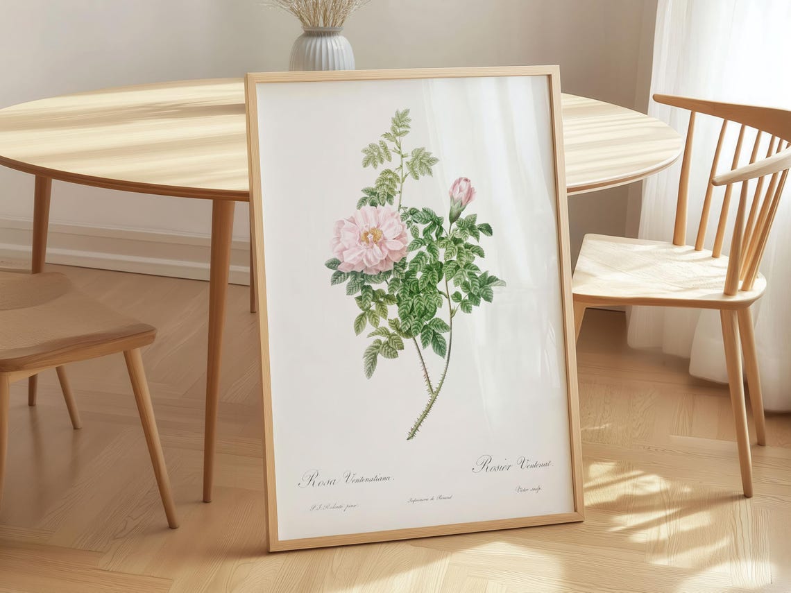 Rosa Ventenatiana Pink Rose Vintage Botanical Illustration Poster