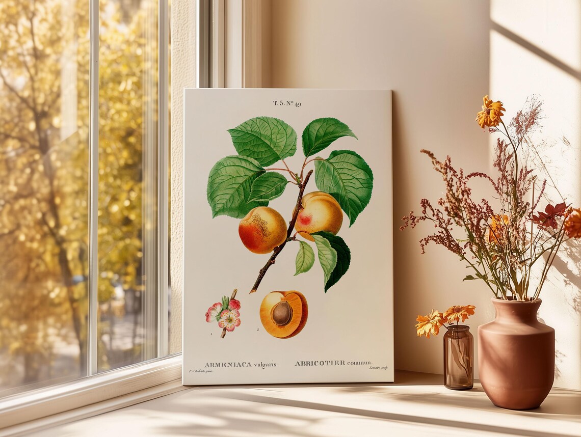 Vintage Apricot Botanical French Fruit Branch Illustration Art Poster